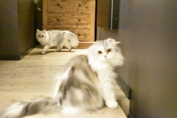 猫カフェモカ　池袋東口店に投稿された画像（2023/1/29）