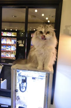 猫カフェモカ　池袋東口店に投稿された画像（2023/1/29）