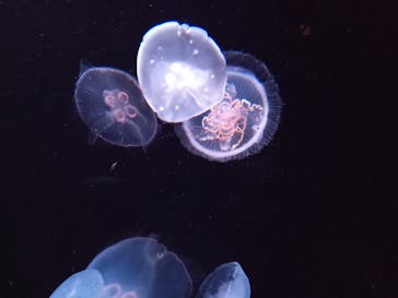 サンシャイン水族館に投稿された画像（2023/1/29）