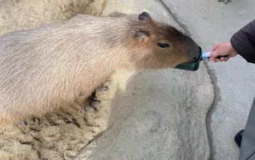 神戸どうぶつ王国に投稿された画像（2023/1/29）