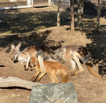 神戸どうぶつ王国に投稿された画像（2023/1/29）