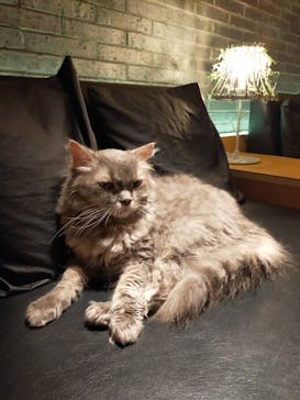 猫カフェモカ　新宿店に投稿された画像（2023/1/29）