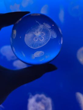 新江ノ島水族館に投稿された画像（2023/1/29）