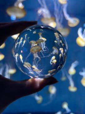 新江ノ島水族館に投稿された画像（2023/1/29）