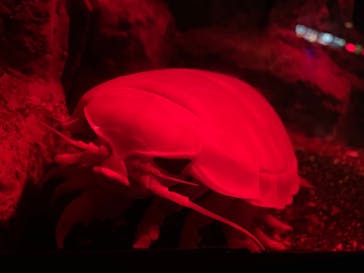 新江ノ島水族館に投稿された画像（2023/1/29）