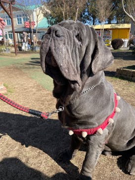 つくばわんわんランドに投稿された画像（2023/1/29）