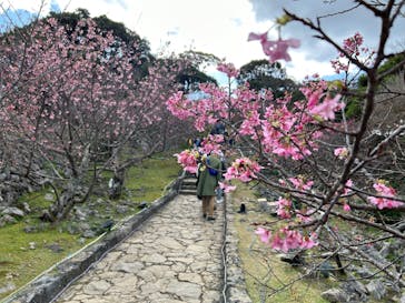 今帰仁城跡に投稿された画像（2023/1/29）