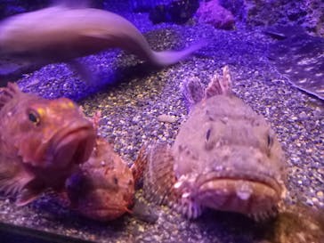 新江ノ島水族館に投稿された画像（2023/1/29）