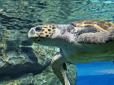 名古屋港水族館に投稿された画像（2023/1/29）