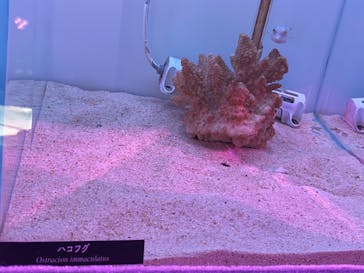 新江ノ島水族館に投稿された画像（2023/1/30）