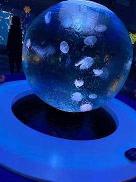 新江ノ島水族館に投稿された画像（2023/1/30）