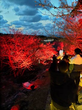 今帰仁城跡に投稿された画像（2023/1/30）