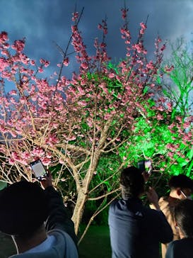 今帰仁城跡に投稿された画像（2023/1/30）