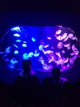 マリンワールド海の中道に投稿された画像（2023/1/30）