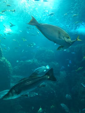 新江ノ島水族館に投稿された画像（2023/1/30）