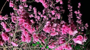 今帰仁城跡に投稿された画像（2023/1/30）