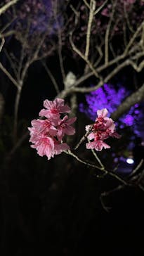 今帰仁城跡に投稿された画像（2023/1/30）