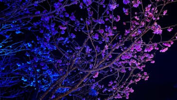 今帰仁城跡に投稿された画像（2023/1/30）