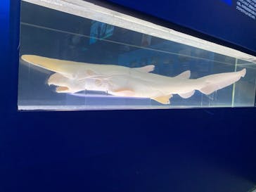 新江ノ島水族館に投稿された画像（2023/1/30）