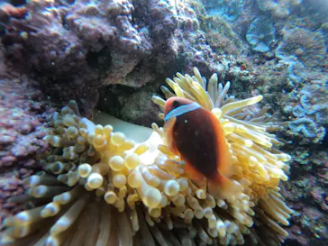 武藤潜水に投稿された画像（2023/1/30）