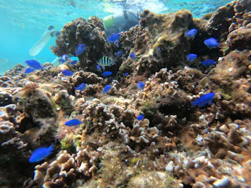 武藤潜水に投稿された画像（2023/1/30）