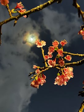 今帰仁城跡に投稿された画像（2023/1/30）