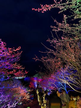 今帰仁城跡に投稿された画像（2023/1/30）