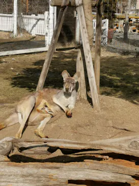神戸どうぶつ王国に投稿された画像（2023/1/30）