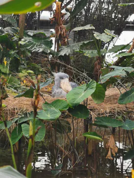 神戸どうぶつ王国に投稿された画像（2023/1/30）