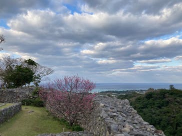 今帰仁城跡に投稿された画像（2023/1/30）