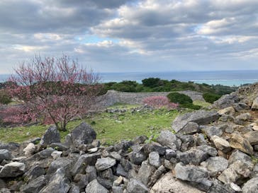 今帰仁城跡に投稿された画像（2023/1/30）