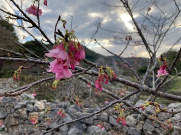 今帰仁城跡に投稿された画像（2023/1/30）