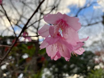 今帰仁城跡に投稿された画像（2023/1/30）