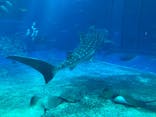 沖縄美ら海水族館に投稿された画像（2023/1/30）