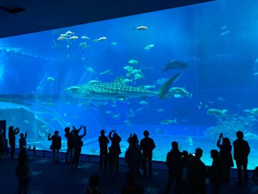 沖縄美ら海水族館に投稿された画像（2023/1/30）
