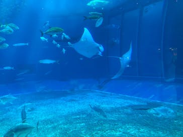 沖縄美ら海水族館に投稿された画像（2023/1/30）
