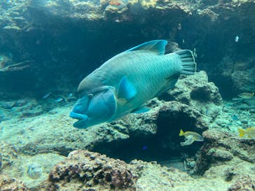 沖縄美ら海水族館に投稿された画像（2023/1/30）