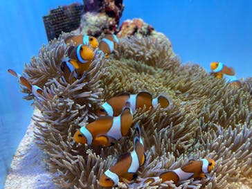 沖縄美ら海水族館に投稿された画像（2023/1/30）