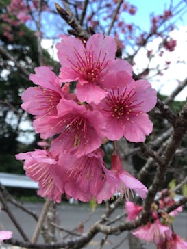 今帰仁城跡に投稿された画像（2023/1/30）