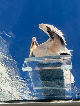 サンシャイン水族館に投稿された画像（2023/1/30）