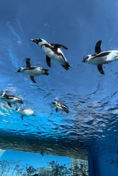 サンシャイン水族館に投稿された画像（2023/1/30）