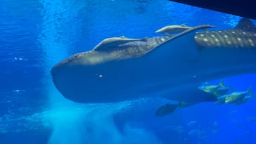 沖縄美ら海水族館に投稿された画像（2023/1/30）