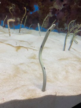 沖縄美ら海水族館に投稿された画像（2023/1/30）