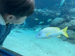 沖縄美ら海水族館に投稿された画像（2023/1/30）