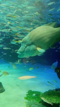 サンシャイン水族館に投稿された画像（2023/1/31）