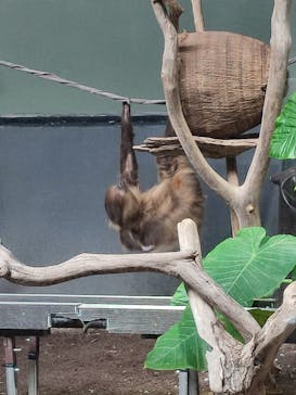 カワスイ 川崎⽔族館に投稿された画像（2023/2/1）