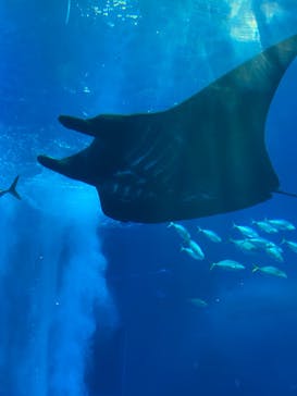 沖縄美ら海水族館に投稿された画像（2023/2/1）