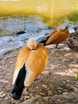 神戸どうぶつ王国に投稿された画像（2023/2/1）