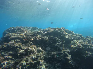 武藤潜水に投稿された画像（2023/2/1）