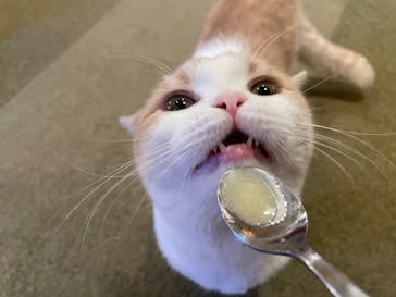 猫カフェモカ　池袋東口店に投稿された画像（2023/2/1）